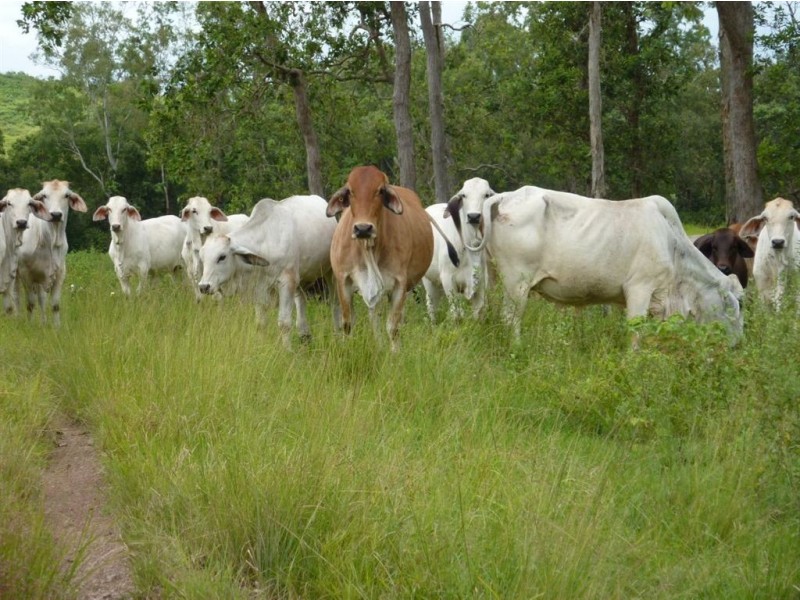 7758 “Hillcrest” Bruce Highway, Bloomsbury QLD 4799