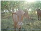 195 Koch’s Road, Farleigh QLD 4741