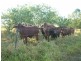 195 Koch’s Road, Farleigh QLD 4741