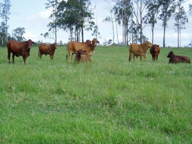 146 Beckmans Road, Glenwood QLD 4570