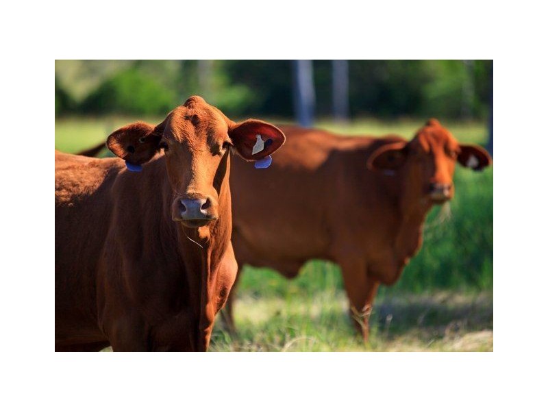 1295 Noosa Road, Tandur QLD 4570