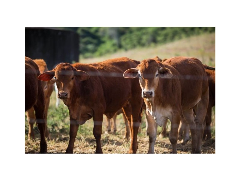 2378 Gympie Woolooga Road, Widgee QLD 4570