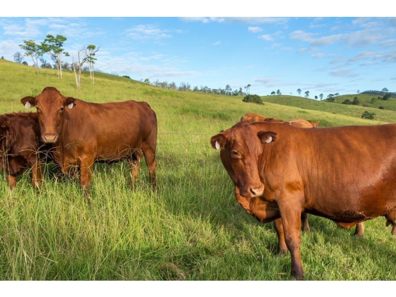 124 Bridge Creek Road, Greens Creek QLD 4570