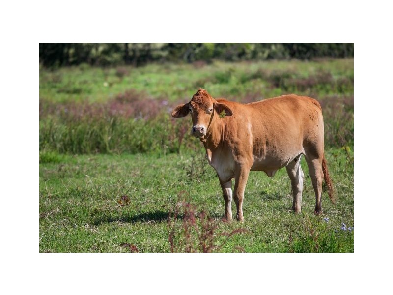 80 Traveston Crossing Road, Kybong QLD 4570