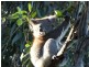Daisy Hill QLD 4127