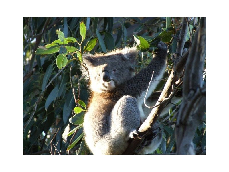 Daisy Hill QLD 4127