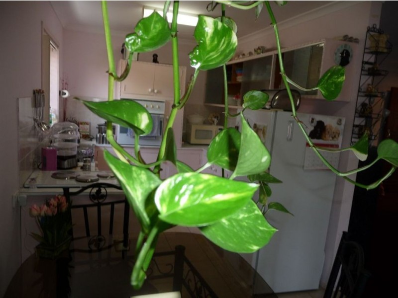 56 Surfers Avenue, Mermaid Waters QLD 4218