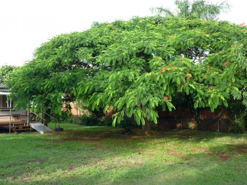 31 Clifford Street, Woody Point QLD 4019