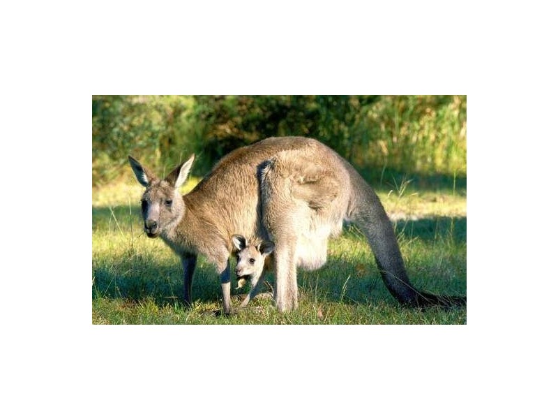 64-76 Heinemann Road, Redland Bay QLD 4165