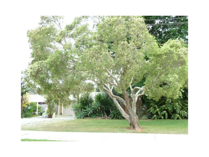 64 Coburg St East, Cleveland QLD 4163