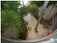 Mooloolaba QLD 4557