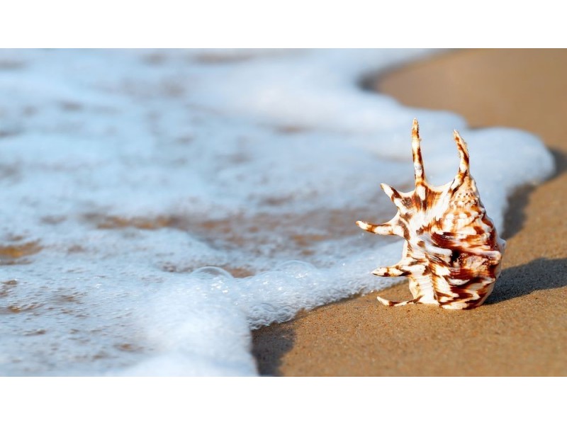 1/13 Tarcoola Avenue, Mooloolaba QLD 4557