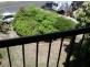 Mooloolaba QLD 4557