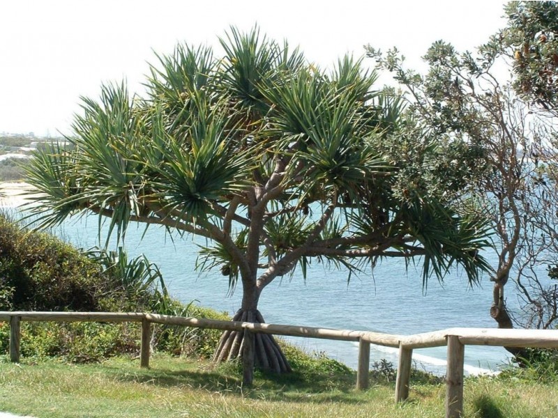 1 Cnr. Coolum & Beerburrum Street, Dicky Beach QLD 4551