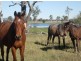 L 12 West Road, Coominya QLD 4311