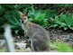154 The Plateau, Ormeau QLD 4208