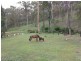 37 Shane Road, Willow Vale QLD 4209