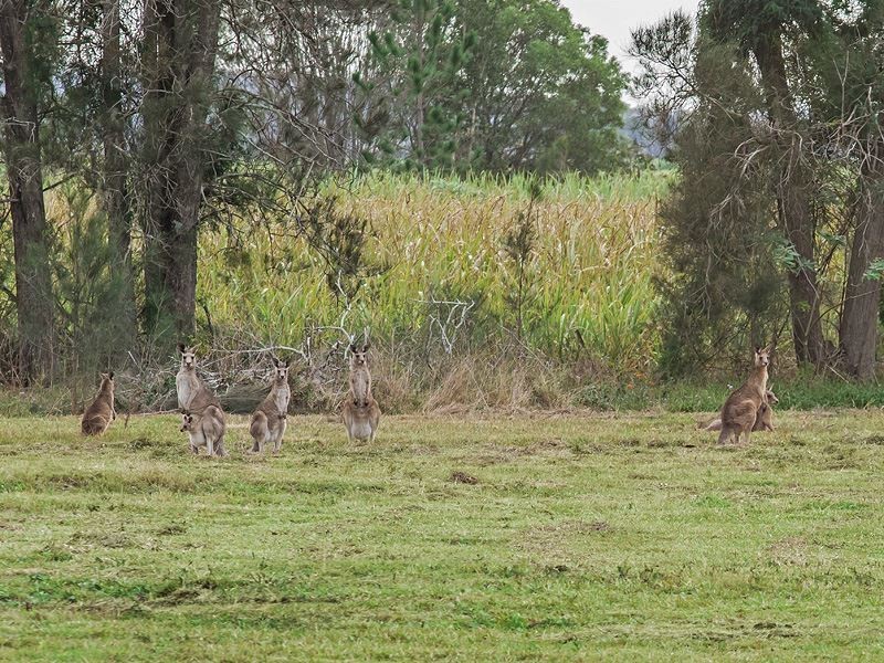 210 Goldmine Road, Ormeau QLD 4208