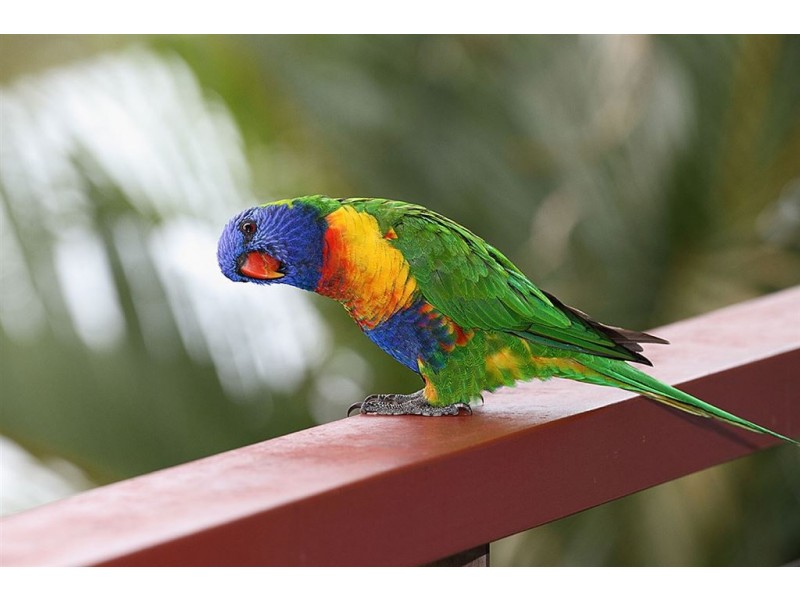 41 Brosnahan Court, Belivah QLD 4207