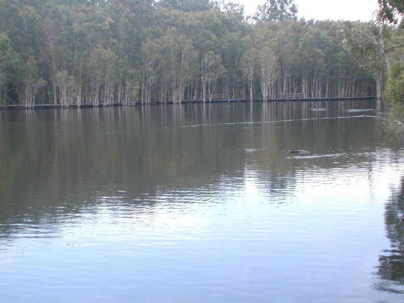 5 Ancona Street, Rochedale South QLD 4123