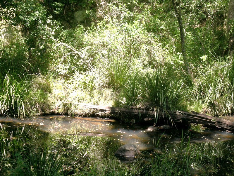 53 Westwood Drive, Samford Valley QLD 4520