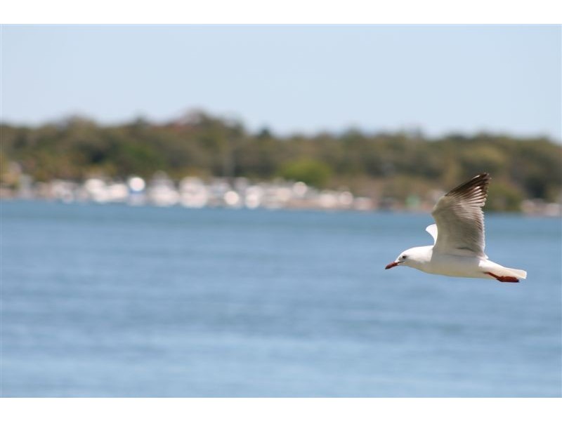 1/6 Marbrin Close, Bellara QLD 4507