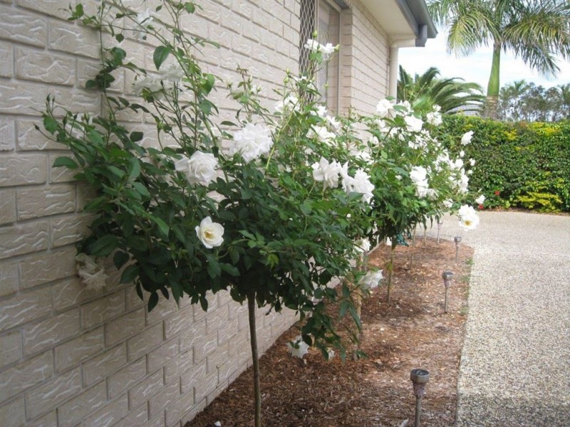 1/19 Bowsprit Cr, Banksia Beach QLD 4507