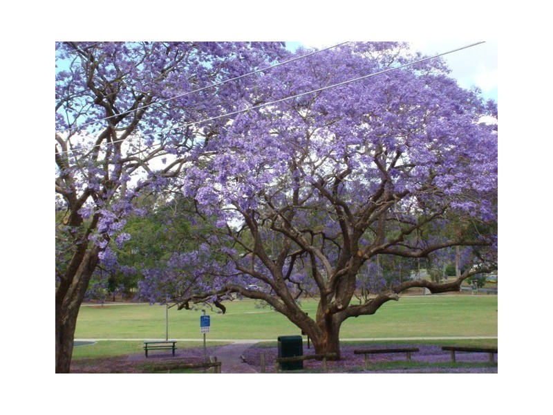 60 Park Street, Coorparoo QLD 4151