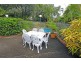55 Henzell Terrace, Greenslopes QLD 4120