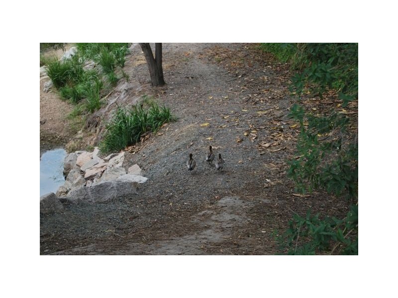 43 Burchell Street, Carina QLD 4152