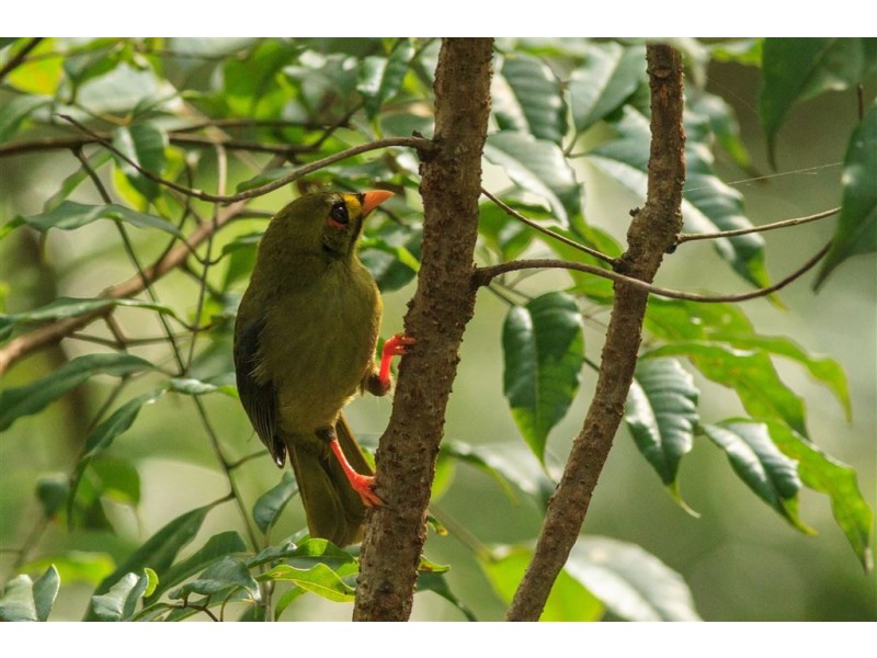 Lot 2,1913 Mt Nebo Road, Mount Nebo QLD 4520