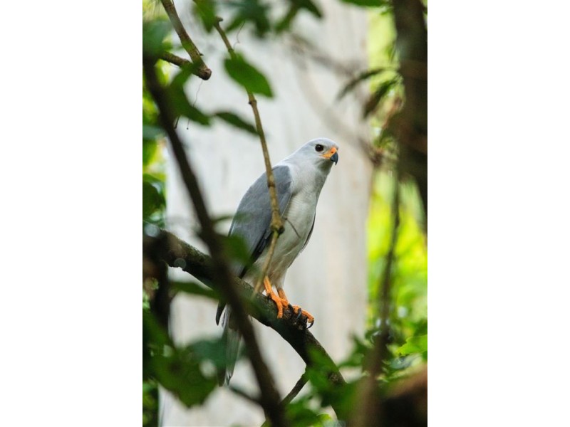 Lot 2,1913 Mt Nebo Road, Mount Nebo QLD 4520