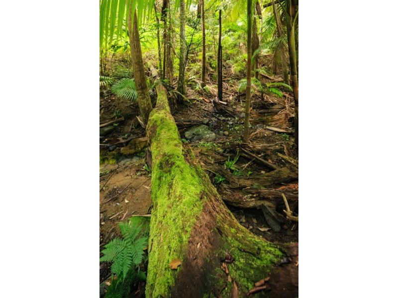 Lot 3,1913 Mt Nebo Road, Mount Nebo QLD 4520