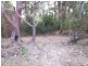 10 Moodys Road, Alice River QLD 4817