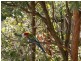 Robina QLD 4226