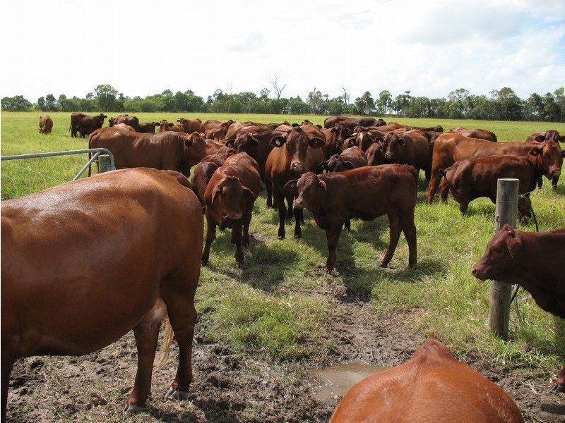 52 Booyan Road, Bundaberg QLD 4670