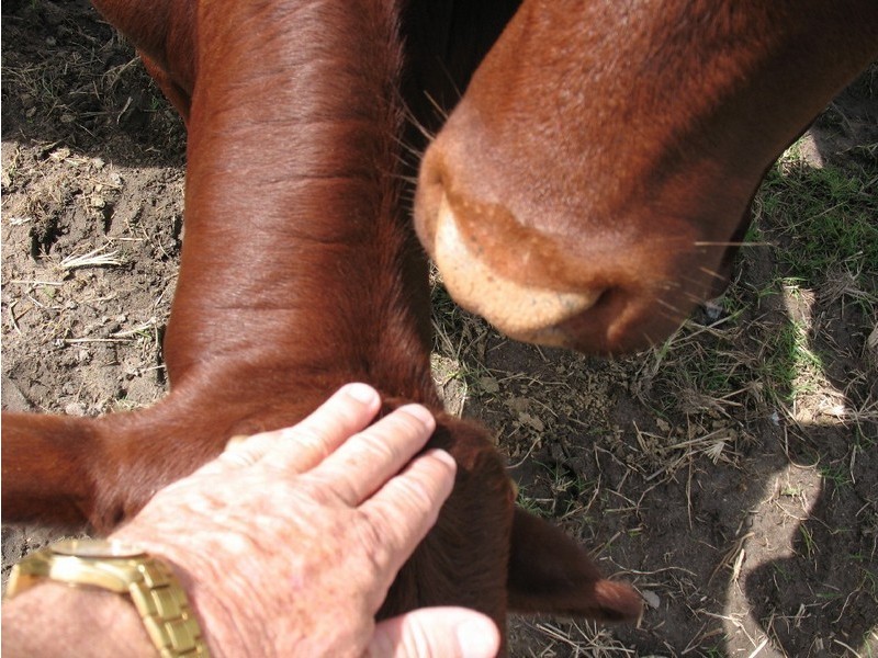 52 Booyan Road, Bundaberg QLD 4670