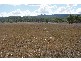 1280 Murphy’s Creek Road, Murphys Creek QLD 4352