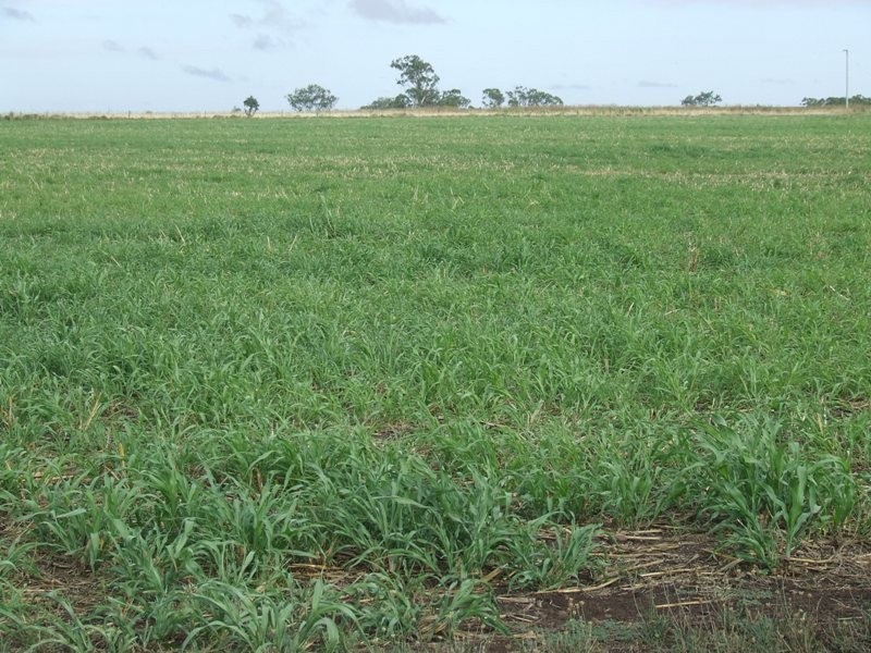 293 Hennessey Road, Cambooya QLD 4358