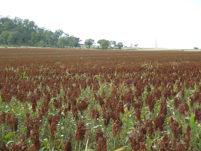 293 Hennessey Road, Cambooya QLD 4358