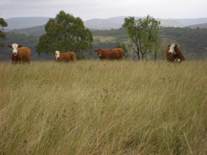 61 Spinnach Creek Road, Fordsdale QLD 4343