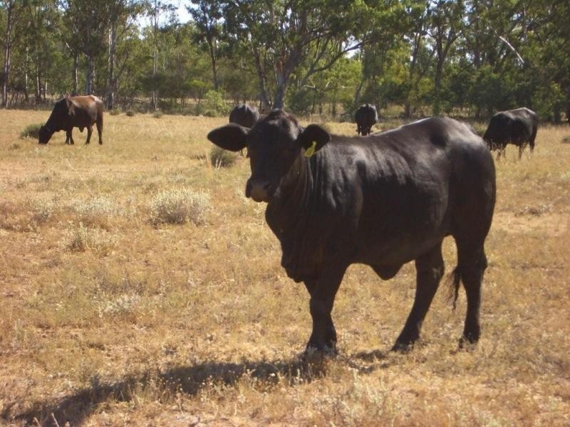 - Goodwins Road, Inglewood QLD 4387