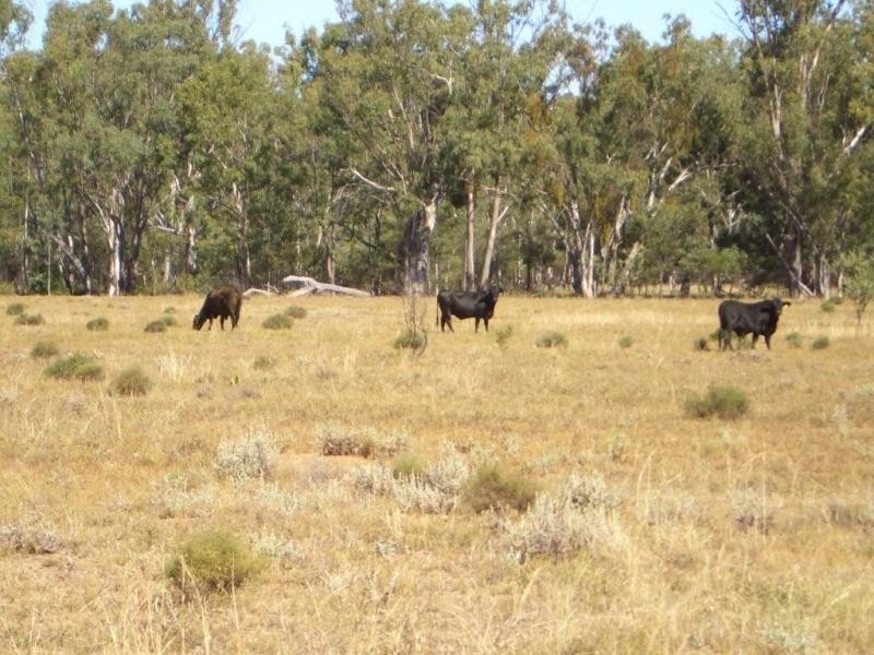 - Goodwins Road, Inglewood QLD 4387