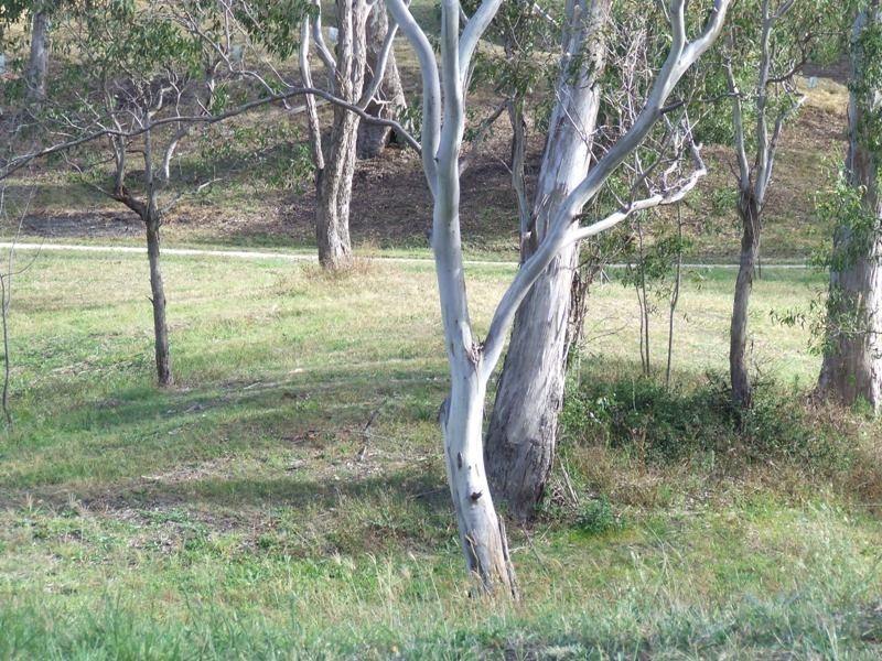 Lot 19 Acacia Avenue, Top Camp QLD 4350