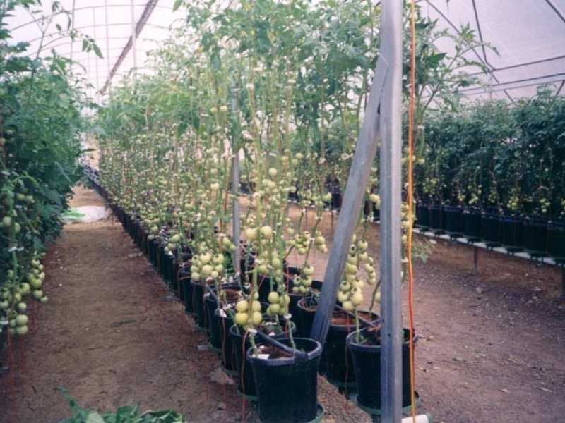 105 Koreelah Street, Upper Lockyer QLD 4352