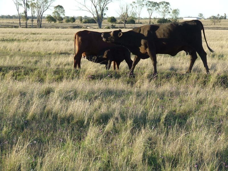 “Glencoe” Casiles Road, Yandilla QLD 4352