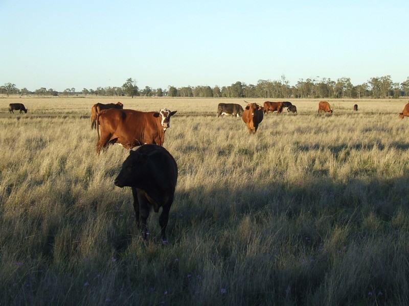 “Glencoe” Casiles Road, Yandilla QLD 4352