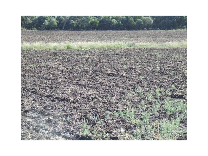 - Koorongara-Bulli Creek Rd, Millmerran QLD 4357
