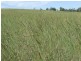 - Koorongara-Bulli Creek Rd, Millmerran QLD 4357