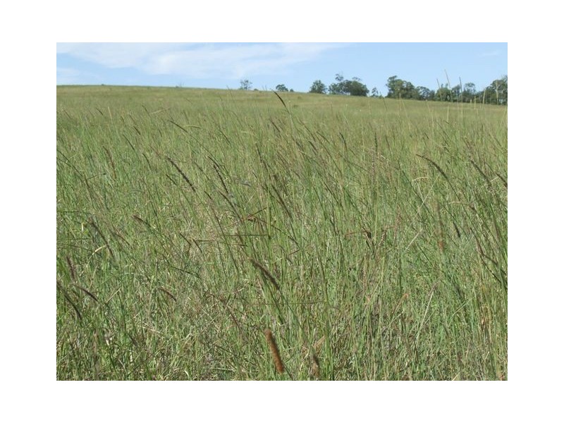 - Koorongara-Bulli Creek Rd, Millmerran QLD 4357